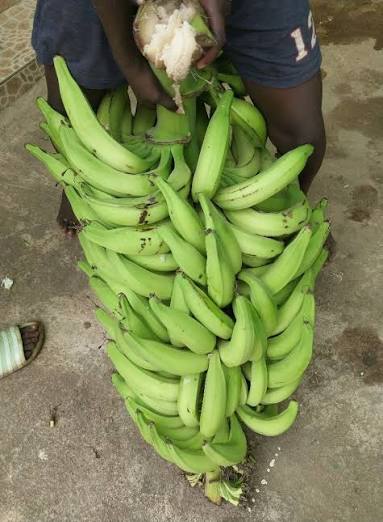 Plantain (Apem)