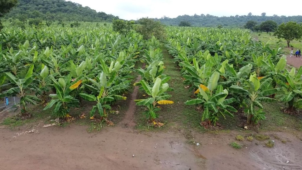 Afarinick plantain plantation in Kpando — rows of Borɔdɛ under the Volta hills